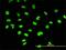 Chromobox 3 antibody, H00011335-M01, Novus Biologicals, Immunofluorescence image 