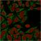 Galectin 1 antibody, GTX34746, GeneTex, Immunocytochemistry image 