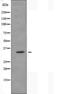 MAS Related GPR Family Member E antibody, orb227482, Biorbyt, Western Blot image 