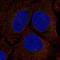 Serine Racemase antibody, HPA007529, Atlas Antibodies, Immunofluorescence image 
