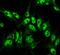 Beclin 1 antibody, 23009, QED Bioscience, Immunofluorescence image 