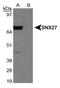 Sorting Nexin 27 antibody, PA5-23024, Invitrogen Antibodies, Western Blot image 