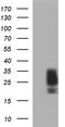 Stem cell factor antibody, CF507211, Origene, Western Blot image 