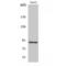 Chondroitin Sulfate Synthase 1 antibody, LS-C382711, Lifespan Biosciences, Western Blot image 