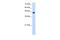 Transcription Factor AP-2 Epsilon antibody, PA5-41689, Invitrogen Antibodies, Western Blot image 