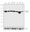 Hexokinase 1 antibody, 702742, Invitrogen Antibodies, Western Blot image 