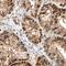 Cyclin Dependent Kinase 8 antibody, AF6809, R&D Systems, Immunohistochemistry frozen image 