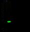 Cytotoxic T-Lymphocyte Associated Protein 4 antibody, GTX02443, GeneTex, Western Blot image 