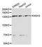 MutS Homolog 3 antibody, STJ27648, St John