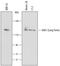 AP2 Associated Kinase 1 antibody, MAB6886, R&D Systems, Western Blot image 