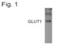 Solute Carrier Family 2 Member 1 antibody, PA1-1063, Invitrogen Antibodies, Western Blot image 