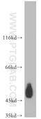 CD47 Molecule antibody, 20305-1-AP, Proteintech Group, Western Blot image 