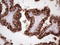 Nuclear Receptor Subfamily 2 Group C Member 2 antibody, LS-C791155, Lifespan Biosciences, Immunohistochemistry paraffin image 