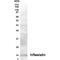 Resistin antibody, GTX70406, GeneTex, Western Blot image 