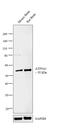 ATP Synthase F1 Subunit Alpha antibody, PA5-26778, Invitrogen Antibodies, Western Blot image 