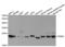 Proteasome Subunit Beta 4 antibody, LS-C334227, Lifespan Biosciences, Western Blot image 