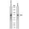 Iduronidase Alpha-L- antibody, AF4119, R&D Systems, Western Blot image 