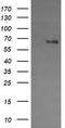Endoglin antibody, TA506145AM, Origene, Western Blot image 