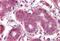 Septin 2 antibody, MBS242669, MyBioSource, Immunohistochemistry paraffin image 