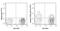 Neural Cell Adhesion Molecule 1 antibody, GTX01477-06, GeneTex, Flow Cytometry image 