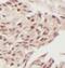 TATA-Box Binding Protein antibody, FNab10263, FineTest, Immunohistochemistry frozen image 