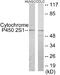 Cytochrome P450 Family 2 Subfamily S Member 1 antibody, EKC1916, Boster Biological Technology, Western Blot image 