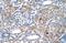 Interferon Induced Protein 44 Like antibody, PA5-42829, Invitrogen Antibodies, Immunohistochemistry frozen image 