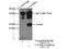 Calmodulin Like 4 antibody, 15894-1-AP, Proteintech Group, Immunoprecipitation image 