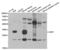 Aquaporin 4 antibody, abx004333, Abbexa, Western Blot image 