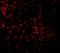 Toll-like receptor 9 antibody, NBP1-77254, Novus Biologicals, Immunofluorescence image 