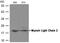 Myosin Light Chain 2 antibody, NB100-82061, Novus Biologicals, Western Blot image 