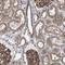 Bone Marrow Stromal Cell Antigen 2 antibody, NBP1-85760, Novus Biologicals, Immunohistochemistry frozen image 