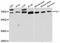 Phosphatidylinositol Glycan Anchor Biosynthesis Class T antibody, abx126360, Abbexa, Western Blot image 