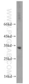 Ribose 5-Phosphate Isomerase A antibody, 13010-1-AP, Proteintech Group, Western Blot image 