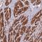 Coiled-Coil Domain Containing 154 antibody, NBP2-30875, Novus Biologicals, Immunohistochemistry frozen image 