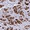 Ripply Transcriptional Repressor 1 antibody, PA5-62584, Invitrogen Antibodies, Immunohistochemistry paraffin image 