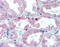 Growth Hormone Receptor antibody, 51-005, ProSci, Immunohistochemistry frozen image 
