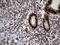 Structural Maintenance Of Chromosomes 1A antibody, LS-C795149, Lifespan Biosciences, Immunohistochemistry paraffin image 