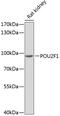 POU Class 2 Homeobox 1 antibody, 16-764, ProSci, Western Blot image 