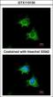 X-Linked Inhibitor Of Apoptosis antibody, GTX113130, GeneTex, Immunofluorescence image 