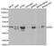 Autoimmune Regulator antibody, MBS126674, MyBioSource, Western Blot image 