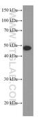 MAGE Family Member A3 antibody, 60054-1-Ig, Proteintech Group, Western Blot image 