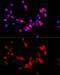 ASPSCR1 Tether For SLC2A4, UBX Domain Containing antibody, GTX33023, GeneTex, Immunofluorescence image 