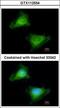 Guanylate Binding Protein 3 antibody, GTX112554, GeneTex, Immunocytochemistry image 