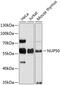 Nucleoporin 50 antibody, 23-859, ProSci, Western Blot image 