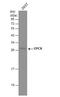 Protein C Receptor antibody, NBP2-21578, Novus Biologicals, Western Blot image 