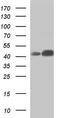 DEK Proto-Oncogene antibody, TA590653, Origene, Western Blot image 