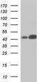 DEK antibody, TA590653, Origene, Western Blot image 