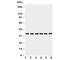 Yip1 Domain Family Member 3 antibody, R30718, NSJ Bioreagents, Western Blot image 