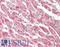 Acyl-CoA Thioesterase 11 antibody, LS-C459897, Lifespan Biosciences, Immunohistochemistry frozen image 